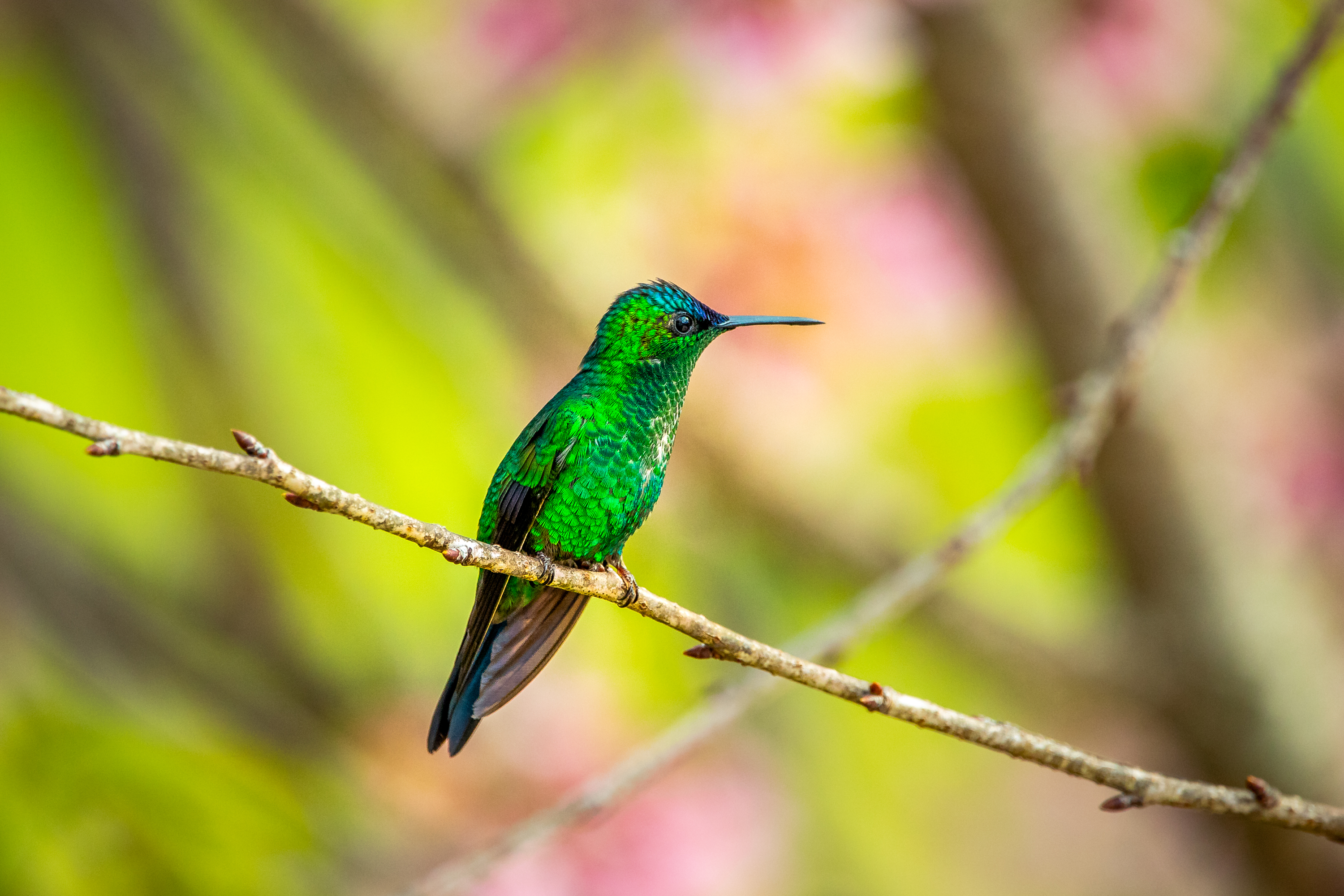 O Beija-Flor: jóia criada por Deus para nos incutir a esperança e o desejo do Céu