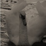 Cisne