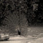 Pavão