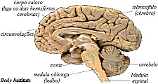 In: webciencia