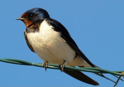 Assim Nasceram as Andorinhas