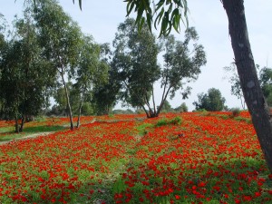 Campo florida da Palestina
