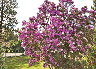 manaca-i-rae