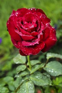 Rosa
