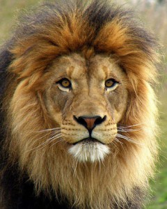 leao