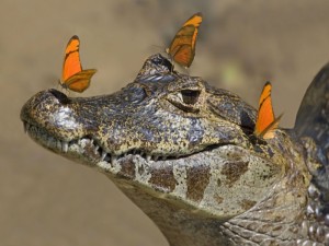 Jacaré