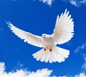 paz-freewalpapers-com